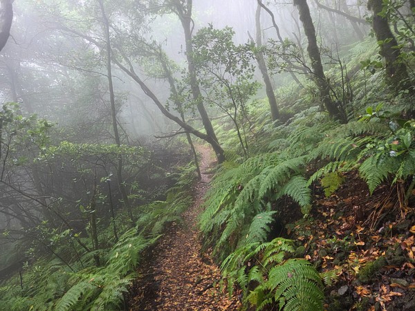 Schmaler Waldpfad im nebligen Anaga-Wald, umgeben von Farnen, moosigen Bäumen und feuchter Vegetation.