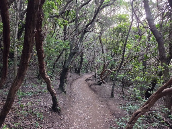 Ein schmaler Waldweg führt durch dichten, verwunschen wirkenden Lorbeerwald im Anaga-Gebirge auf Teneriffa.