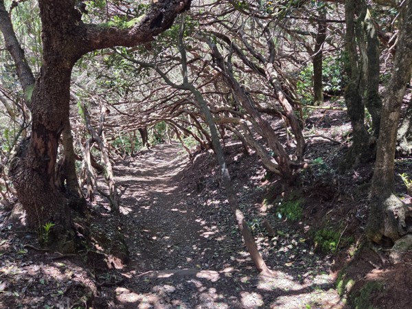 Schmaler Waldweg im Anaga-Gebirge, der unter verdrehten Ästen und dichtem Blätterdach hindurchführt.