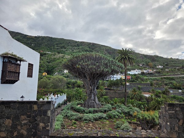Der berühmte Drachenbaum in Icod de los Vinos steht zwischen historischen Mauern und einer grünen Hanglandschaft.