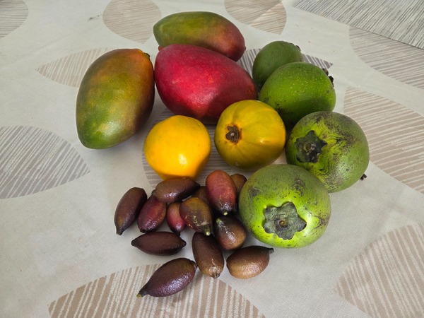 Eine Auswahl exotischer Früchte liegt auf einem Tisch, darunter Mangos, gelbe Früchte, grüne runde Früchte und mehrere dunkelrote längliche Früchte.