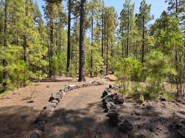 Waldweg schlängelt sich durch einen lichten Kiefernwald mit vulkanischen Steinen und trockenem Waldboden.