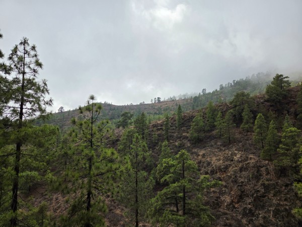 Kiefern bedecken einen felsigen Berghang auf Teneriffa, während tiefe Wolken und Nebel über die Landschaft ziehen.