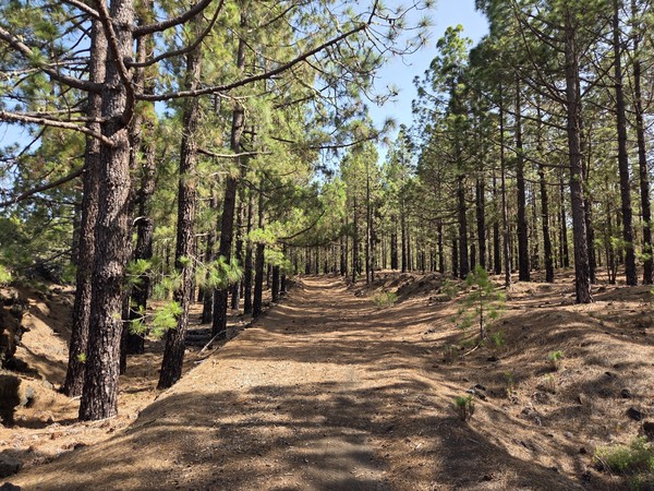 Breiter Waldweg durch einen lichten Kiefernwald am Teide mit trockenem Boden und langen Schatten.