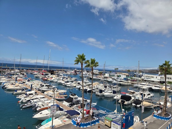 Yachthafen Puerto Colón mit vielen Booten, Palmen, blauem Himmel und Meerblick an der Costa Adeje.