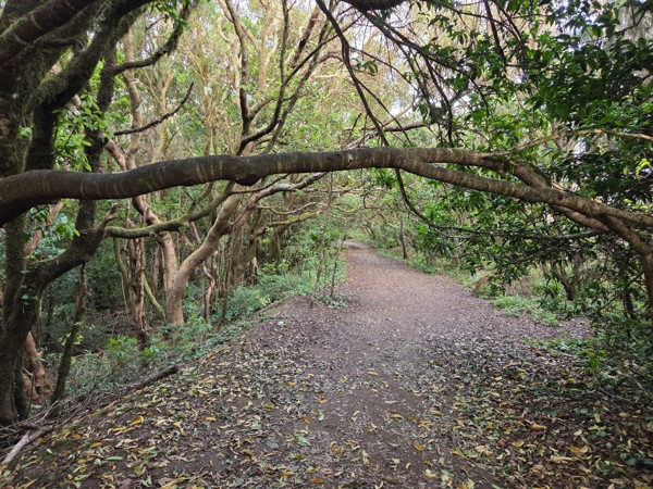 Breiter Wanderweg im grünen Anaga-Wald, umgeben von moosigen Bäumen und gebogenen Ästen.