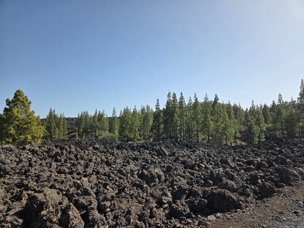 Lavafelder und Kiefern im Teide-Nationalpark bilden eine typische vulkanische Landschaft unter klarem Himmel.