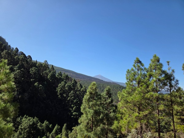 Weite Landschaft mit Pinienwald auf Teneriffa und dem Teide in der Ferne unter tiefblauem Himmel.