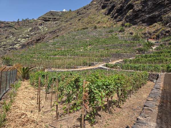 Ein terrassierter Weinberg an einem steilen Hang auf Teneriffa mit Trockenmauern, Rebstöcken und vulkanischer Landschaft unter blauem Himmel.